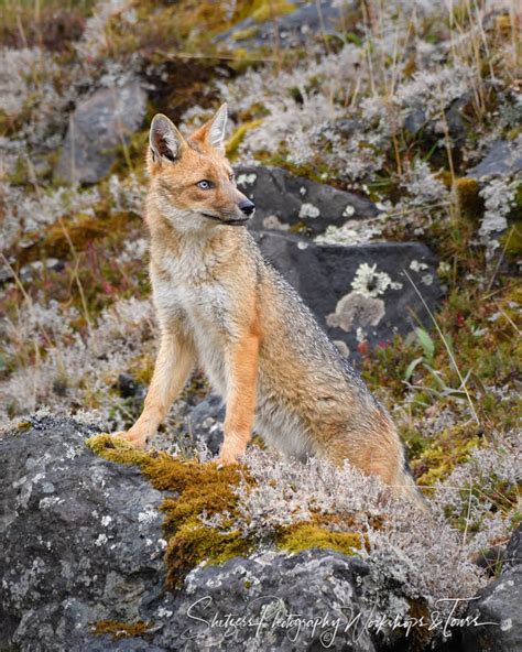 Culpeo Fox In Ecuadorean Andes Shetzers Photography