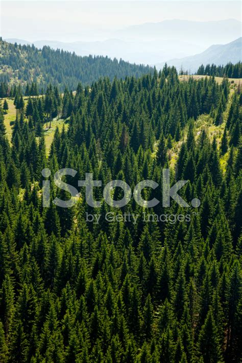 Coniferous Forest Aerial View Stock Photo Royalty Free Freeimages