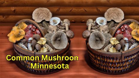 Common Mushrooms In Minnesota 7 Best Mushrooms Details