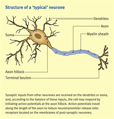 Nerve Cell Function And Synaptic Mechanisms Anaesthesia And Intensive