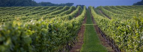 Long Island Winery Vineyard Places To Go