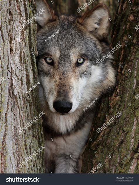 Gray Wolf Canis Lupus Stock Photo 18617461 Shutterstock