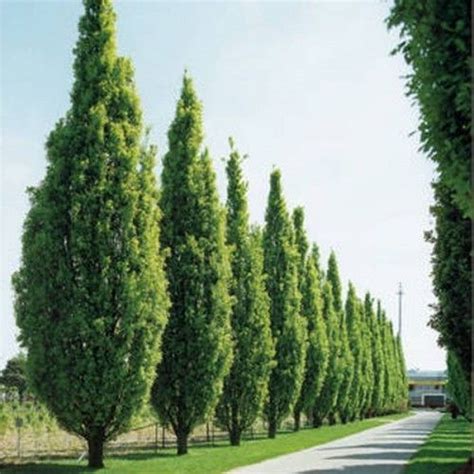 Quercus Robur Fastigiata Kosteroszlopos Tolgystejar Columnar 10 M