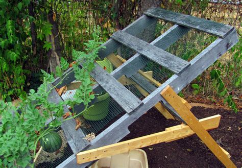 I Like This Idea Of An Angled Trellis For The Watermelon Plant