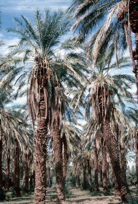 José Sinclair Photography Desert Palms California