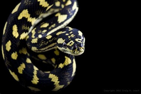 Pythons Wallpapers Wallpaper Cave