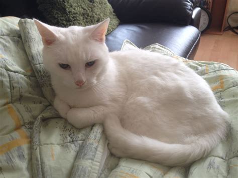 Of these white cats however, 72% are deaf.in cat genetics, the gene that gives a pure white cat its white fur is also linked to the development of its ears and eyes. Missing Pure White Cat