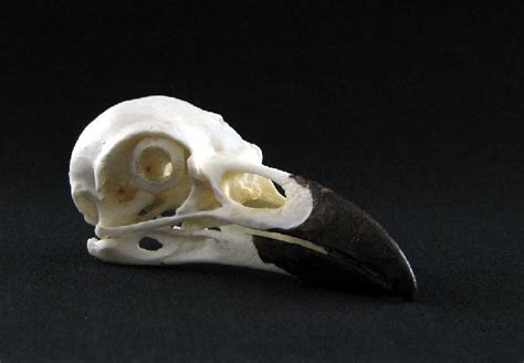 Knochenpraeparationde Shop Animal Skull Replicas Birds Aves