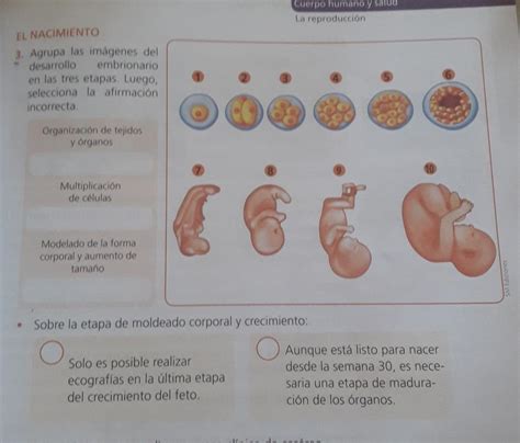 Las Fases Del Desarrollo Embrionario Escuelapedia Recursos Educativos Kulturaupice