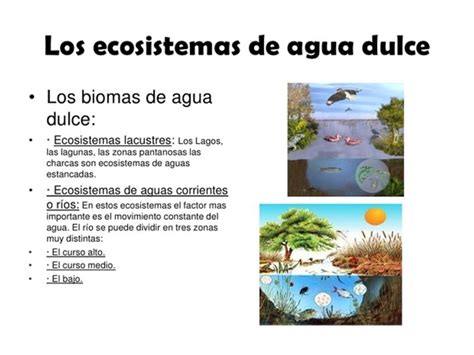 Ecosistema Agua Dulce Pearltrees The Best Porn Website