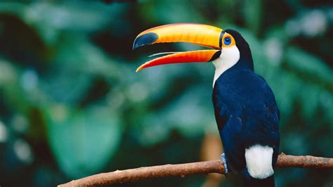 Realistische geïsoleerde figuur van tropische vogels met grote snavel. Reuzentoekan : Identiteitskaart | Rangerclub