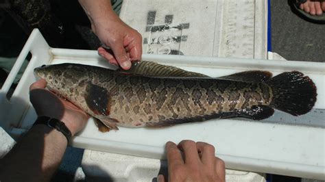 Ikan Gabus Sangat Rakus Dan Bisa Bertahan Tiga Hari Di Darat Bikin Repot Pemerintah AS