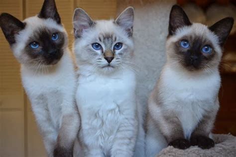 Balinese Cat Vs Siamese Dogs And Cats Wallpaper