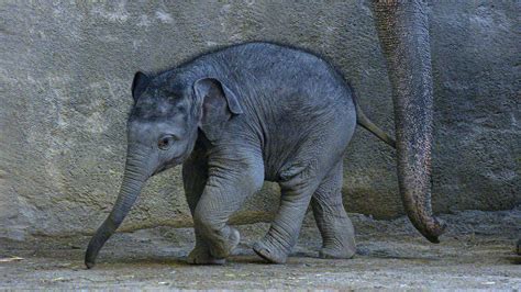 Baby Elephant Weight In Stone Have The Finest Web Log Miniaturas