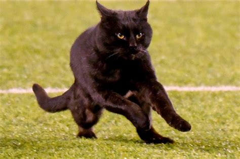 Black Cat Runs Interrupts Giants Cowboys Game