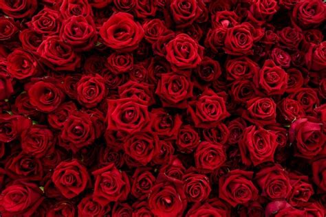 Premium Photo Background Texture Of Red Blossom Roses Red Rose Is