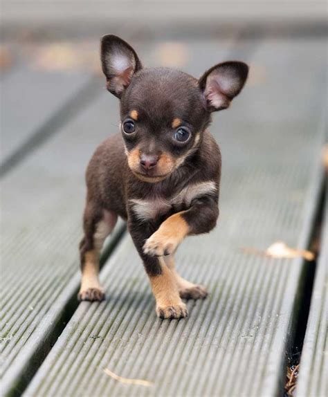 Nutro offers a small breed puppy food that covers all the necessary bases for proper puppy growth and development. Teacup Chihuahua - Pros and Cons Of The World's Tiniest Dogs