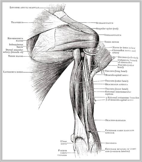 Shoulder Anatomy Muscles Diagram Anatomy System Human Body Anatomy