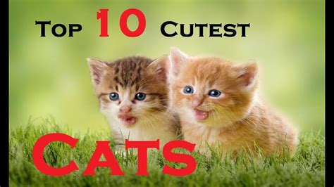 Top Ten Cutest Cats