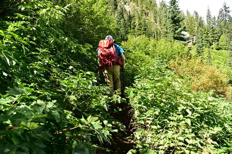 Blowdown And Brush On Battle Ax Oregon Hikers