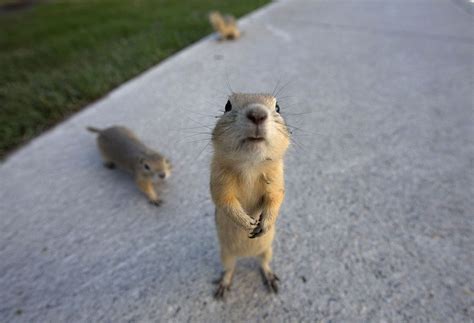 Gophers Line The City Sidewalks After A Flood In Alberta Canada June