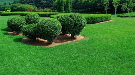 Clean Cut Lawn Care Near Me Clean Cut Lawn And Landscape A Better