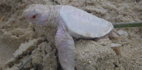 Extremely Rare Albino Sea Turtle Hatches On Australian Beach The