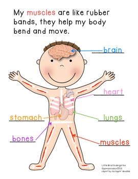 Identify and match the body parts. Body Parts Anchor Charts For Little Learners & Craftivity ...