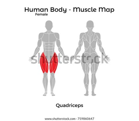 Female Human Body Muscle Map Quadriceps Vector Illustration Eps10