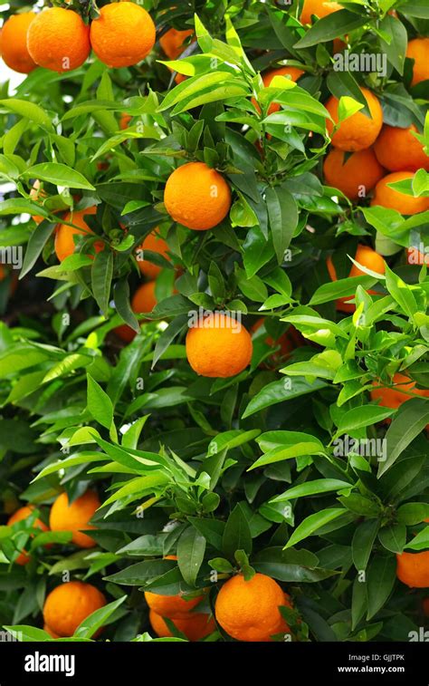 Orange Fruit Tangerine Stock Photo Alamy