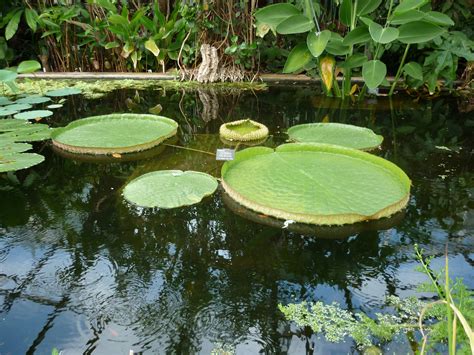 Giant Lily Pads 3605 Stockarch Free Stock Photo Archive