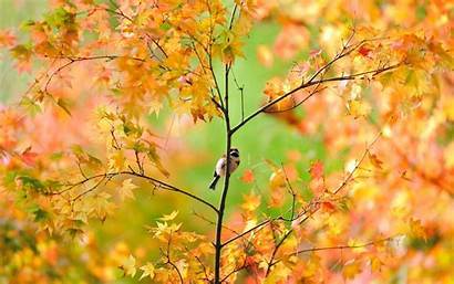Leaves Autumn Fall Wallpapers Animal Through Wallpapercave