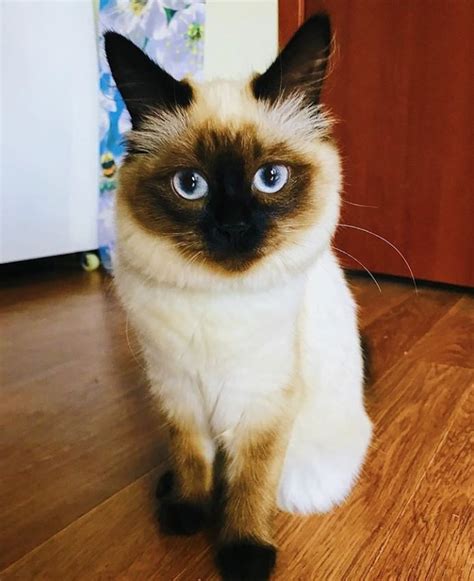 70 Best Balinese Cat Names The Paws