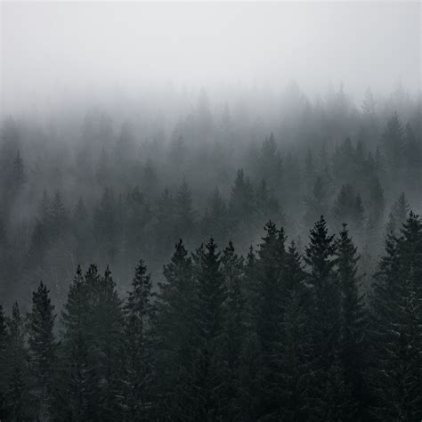 Download Wallpaper 2780x2780 Forest Fog Aerial View Pines Trees