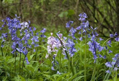 Bluebell Flowers Growing Information For English And Spanish Bluebells