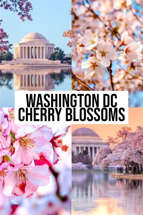 Washington Dc Cherry Blossoms The Ultimate Guide To Visiting North