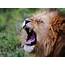 Yawning Lion Pic  Wwwbesthdwallpapergallerycom Download Free HD