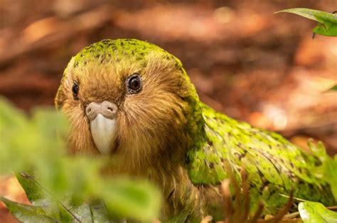 How Gene Mapping Almost All Remaining Kākāpō Will Help Nzs Rare Night