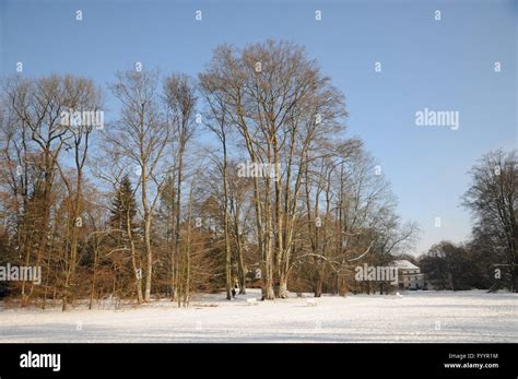 Fagus Sylvatica Beeches In Winter Stock Photo Alamy