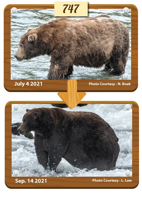 Meet The Bodaciously Bulky Bears Of Fat Bear Week 2021 Smart News