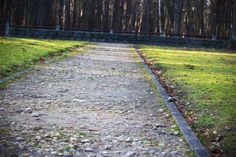 Gray Paved Road In Forest Park With Green Grass Stock Photo Image Of