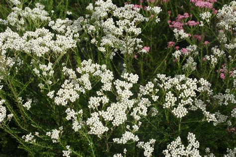 Ozothamnus Diosmofolius ‘springtime White Rice Flower Gardening