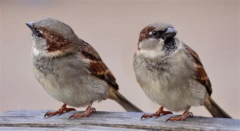 House Sparrows Which Disappeared Almost Two Decades Ago Could Make A