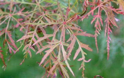 Great tree to purchase for resale or enhancing any yard. Baldsmith Japanese Maple - 1 Gallon - 24-30" Avg. Ht ...