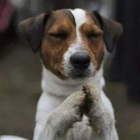 The Dogs Prayer Ak Pet Transportation And Pet Ambulance Service