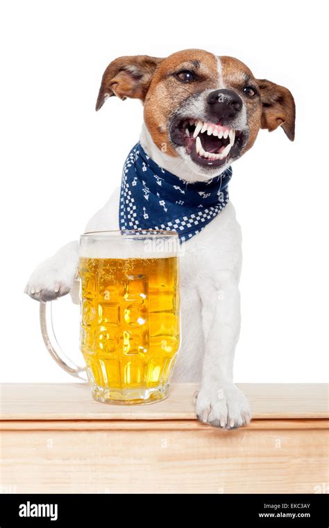 Doggy Beer Hi Res Stock Photography And Images Alamy