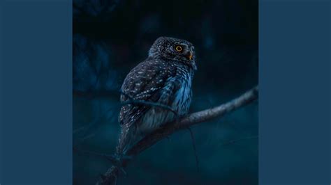 Owl Sounds At Night Youtube