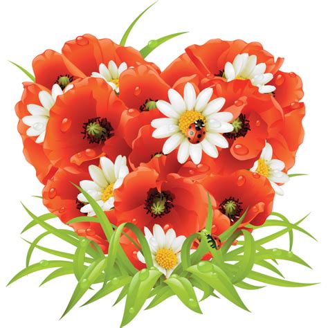 The term was originally a french vernacular name for the wild corn poppy, papaver rhoeas, which is distinguished by its bright red color, and orange tint. Coquelicot Bouquet - Y 8pvnelfjpufm / Arkopharma ...