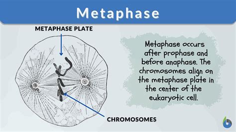 Mitosis Metaphase Diagram