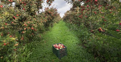 8 Beautiful Orchards Around Montreal To Go Apple Picking Listed